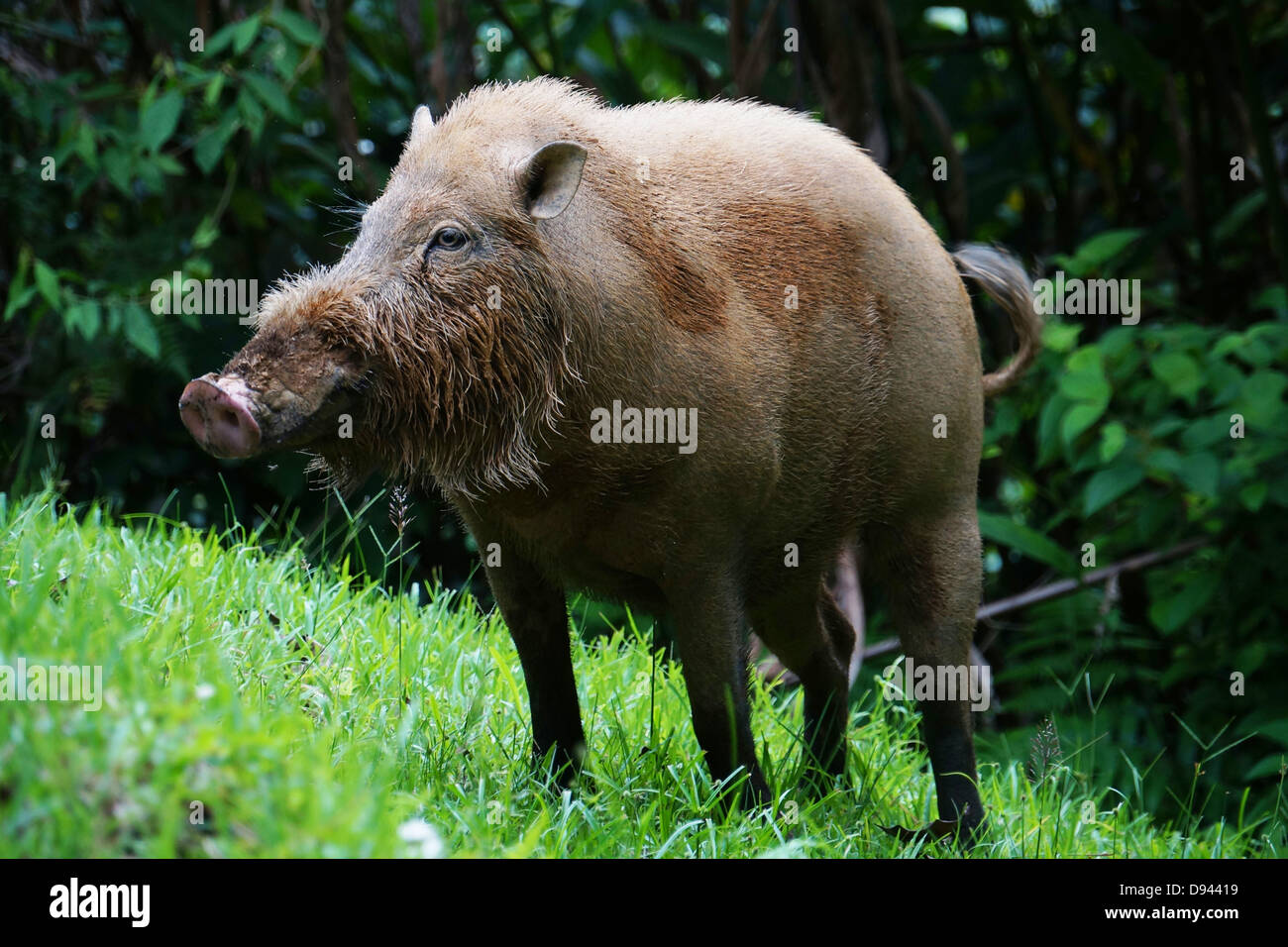 Sus barbatus barbuto maiale nella Danum Valley. Trovato in Sumatra e Borneo e Penisola Malese Foto Stock