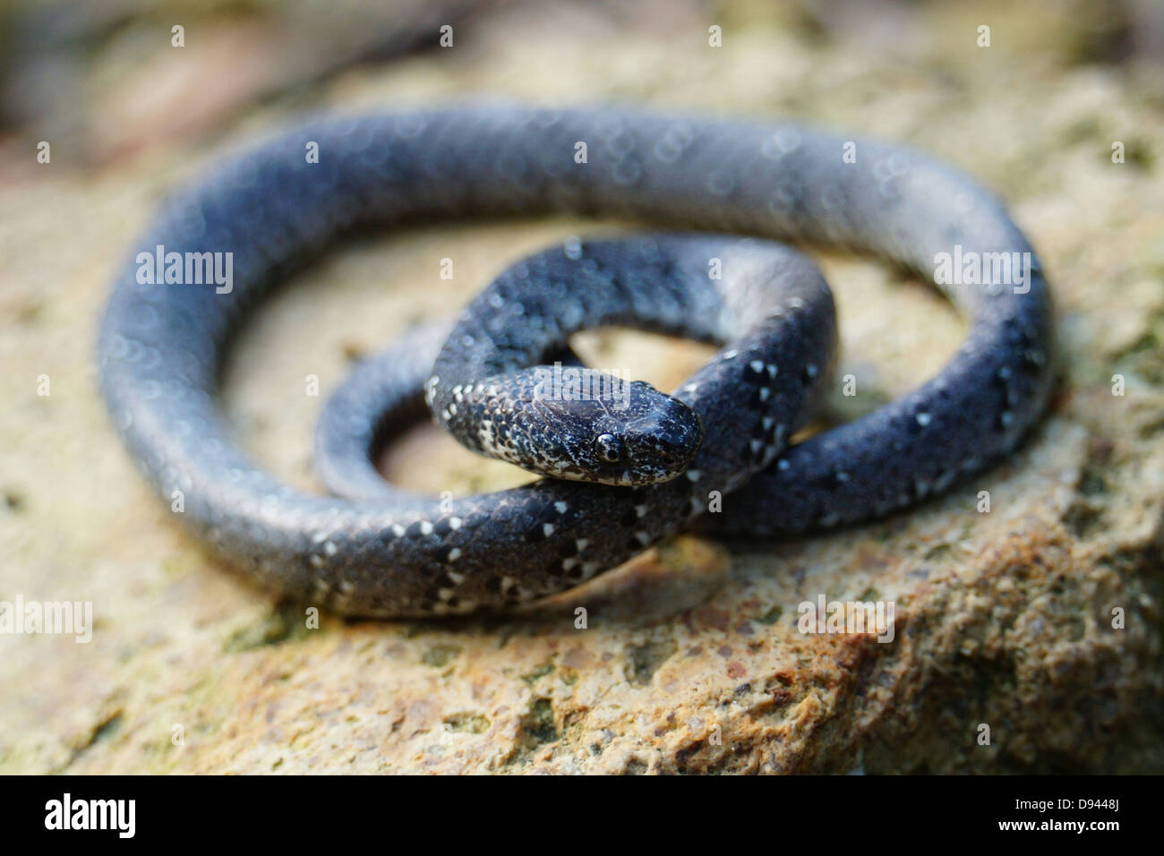 White spotted slug snake Pareas margaritophorus in Nuovi Territori di Hong Kong Foto Stock