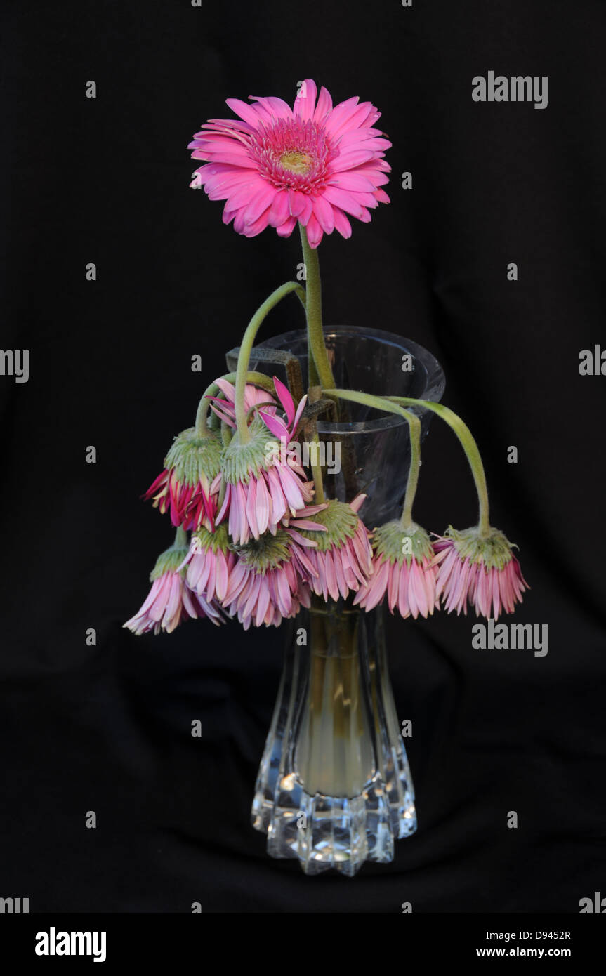 Ultimo superstite permanente di fiori in un vaso di acqua in mezzo a fiori di morti che rappresentano la sopravvivenza e la vita Foto Stock Ultimo superstite permanente di fiori in un vaso di acqua in mezzo a fiori di morti che rappresentano la sopravvivenza e la vita Foto Stock