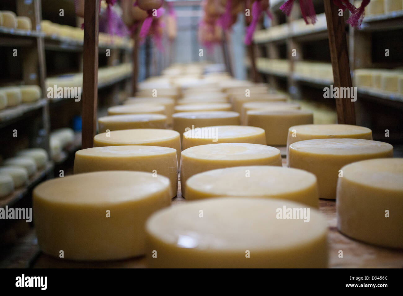 Turni di formaggio di invecchiamento su scaffalature di formaggio cheddar turni Foto Stock