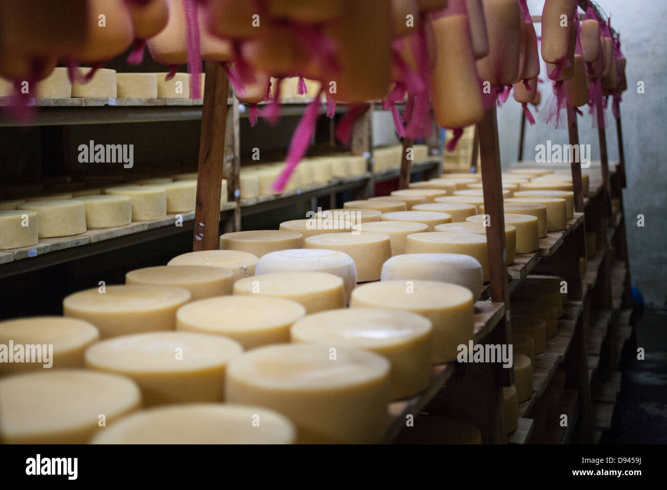 Turni di formaggio di invecchiamento su scaffalature di formaggio cheddar turni Foto Stock