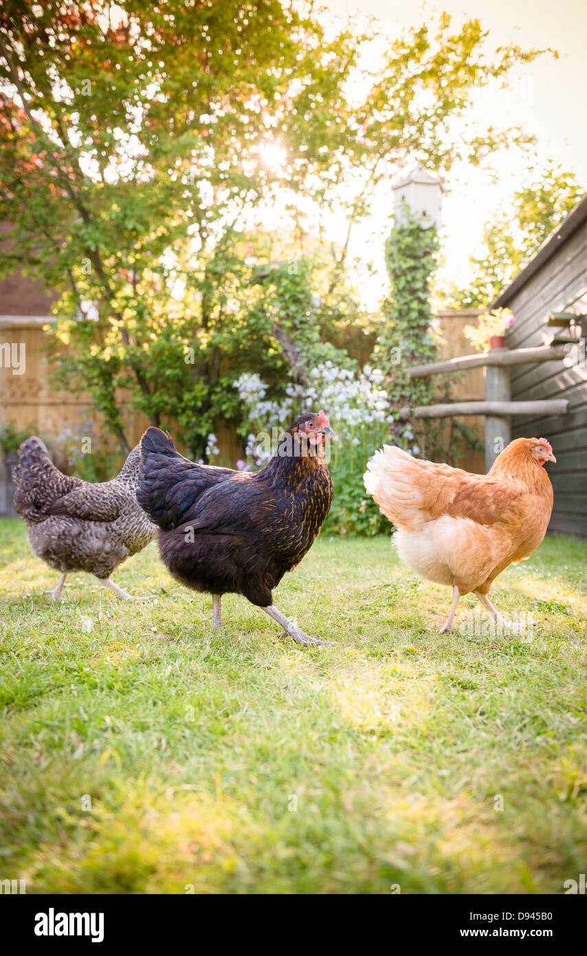 Un intervallo libero Speckledy, Blackrock e Lohmann Brown Hen in un giardino. Foto Stock