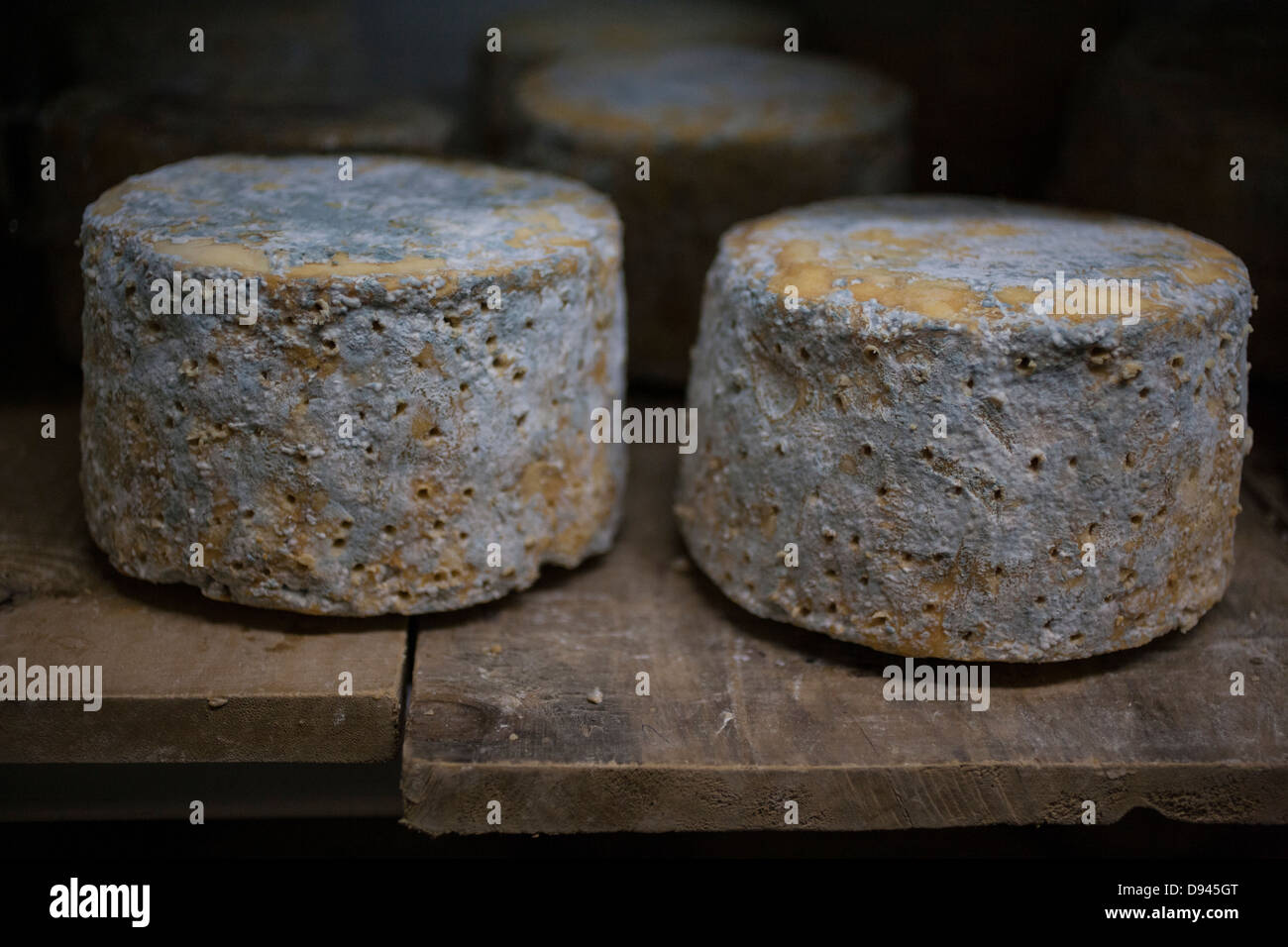 Formaggio blu ruote essendo di età su un ripiano Foto Stock