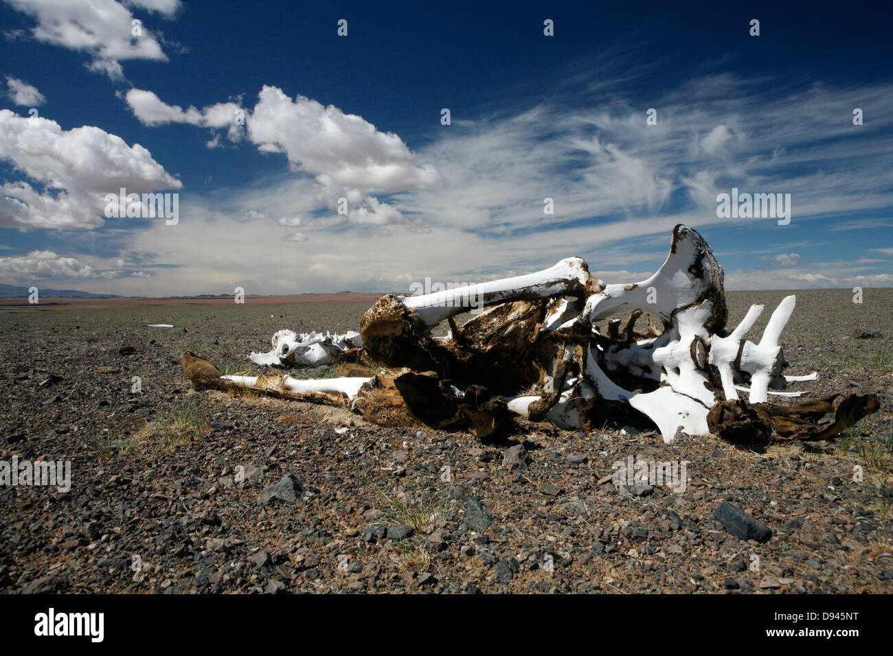 Il cammello morto nel paesaggio arido, il nord-ovest della Mongolia. Foto Stock