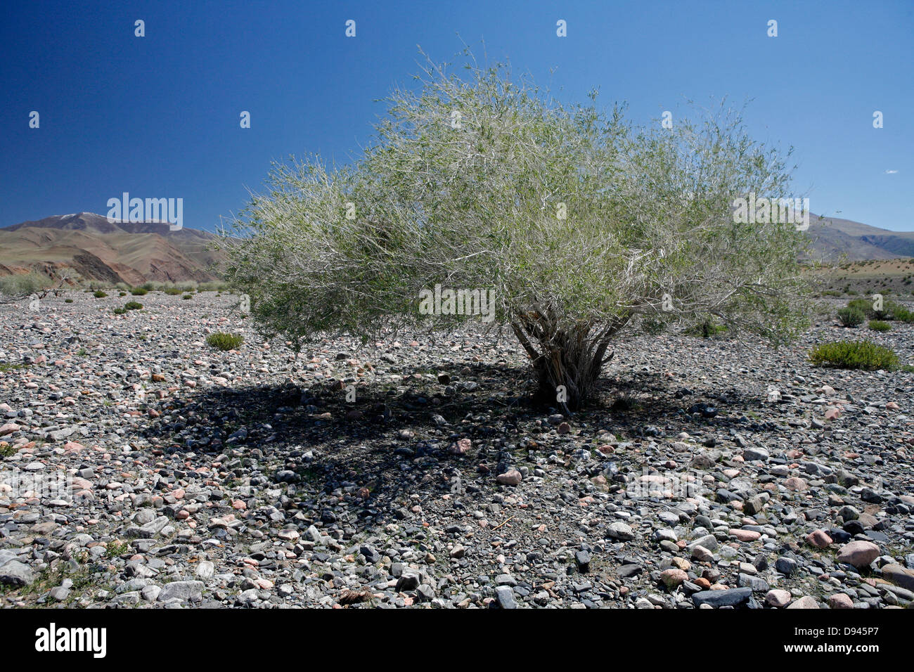 Un albero solitario nel paesaggio arido, il nord-ovest della Mongolia. Foto Stock