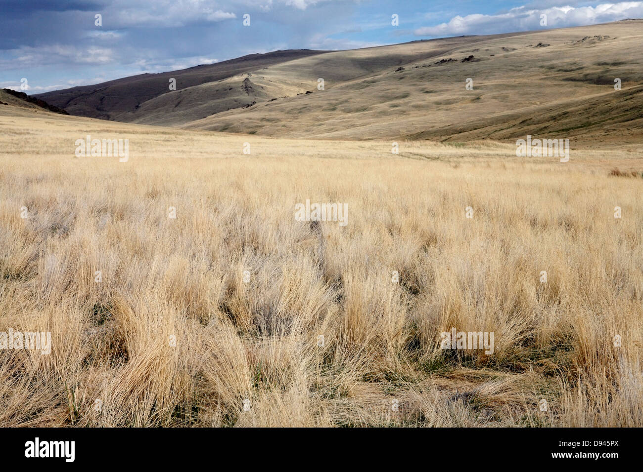 Paesaggio arido, il nord-ovest della Mongolia. Foto Stock