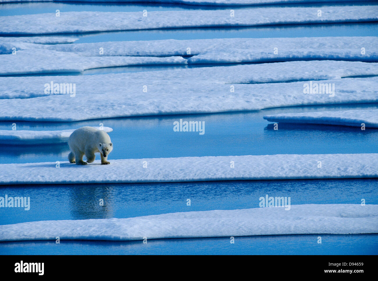 Un orso polare, Canada. Foto Stock