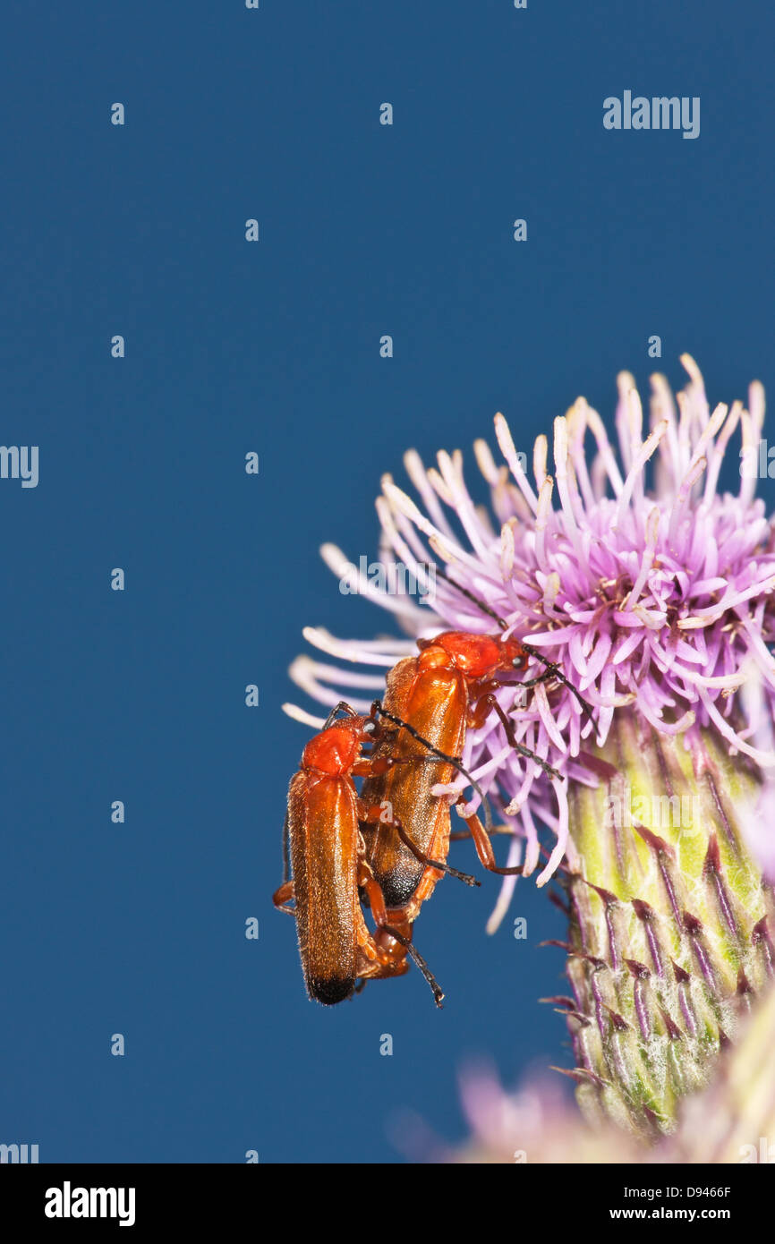 Soldato coleotteri coniugata sul fiore di cardo Foto Stock