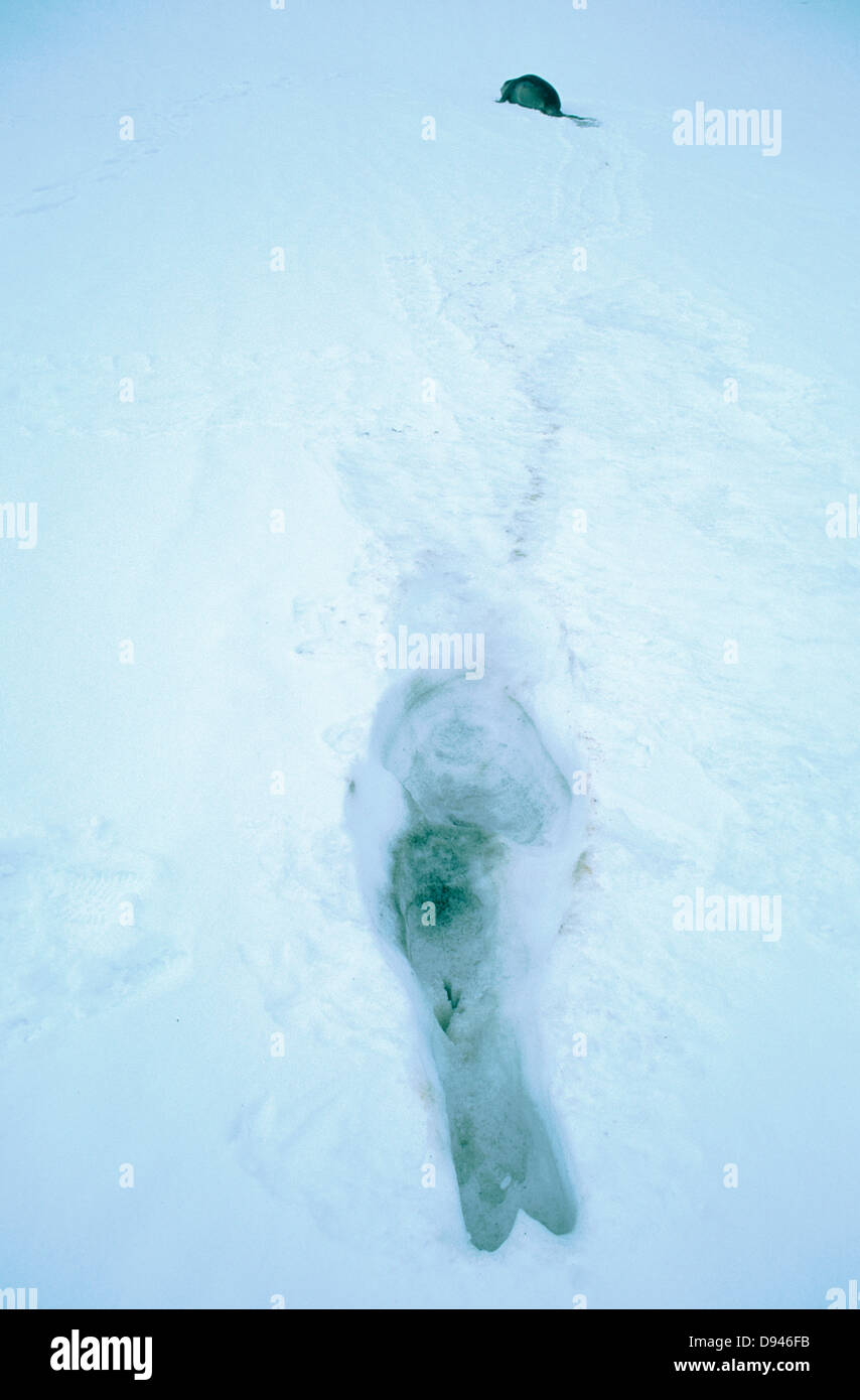 Una guarnizione di elefante pup ha dormito nella neve, Georgia del Sud. Foto Stock