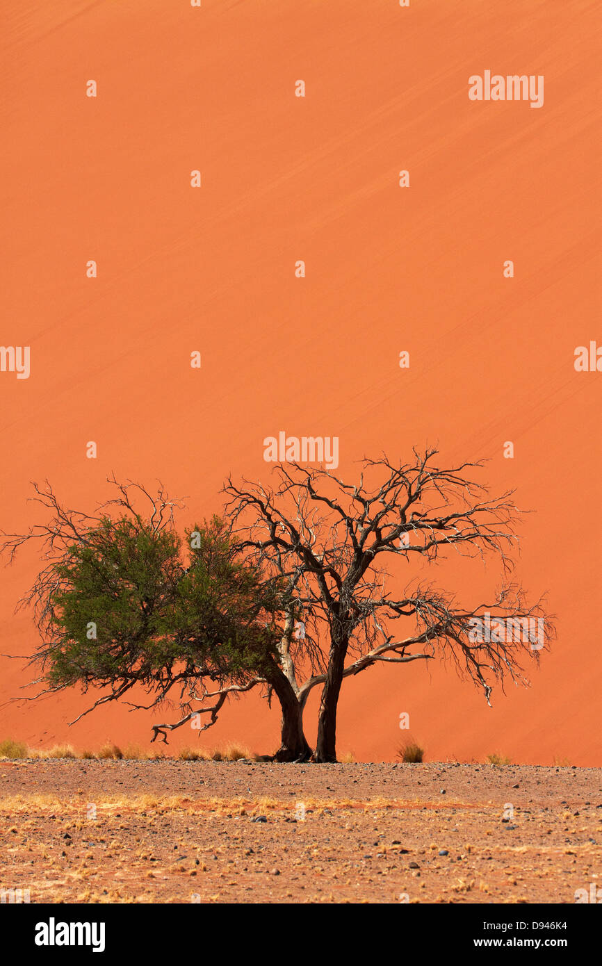 Acacia a duna 45, Namib-Naukluft National Park, Namib Desert, Namibia, Africa Foto Stock