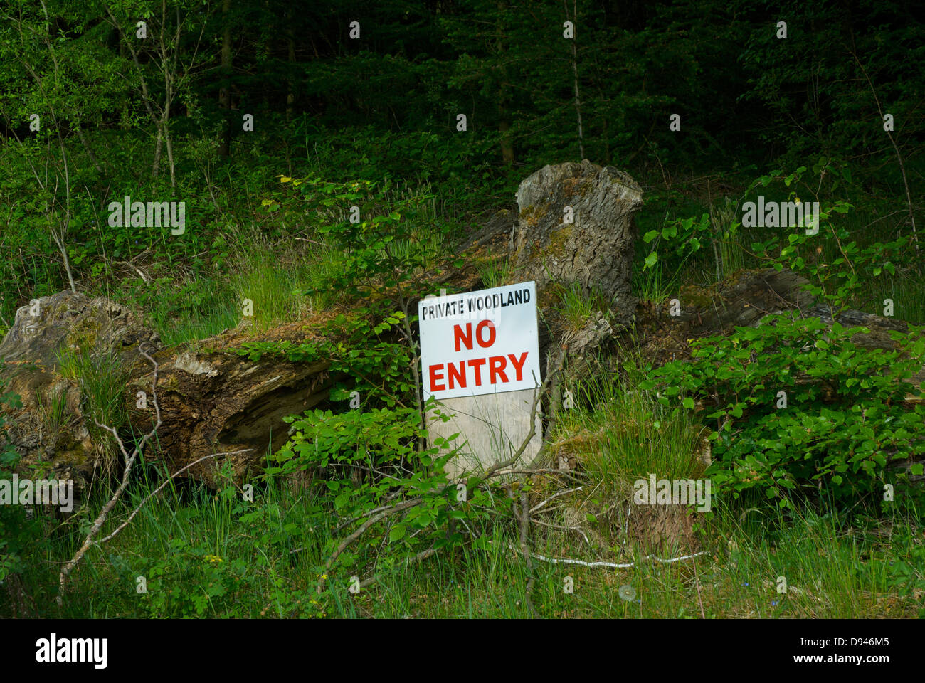 Segno - 'bosco privato, nessuna voce' - in un bosco, Cumbria, England Regno Unito Foto Stock