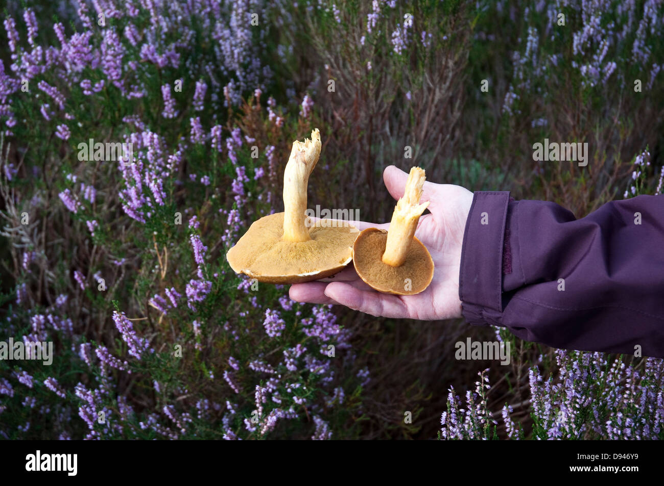 Rovistando per wild funghi porcini in una passeggiata in un bosco in Northumberland, Inghilterra, Regno Unito. Foto Stock