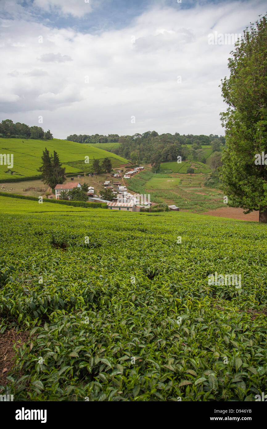 Collina di foglie di tè verde in Kenya Africa Foto Stock
