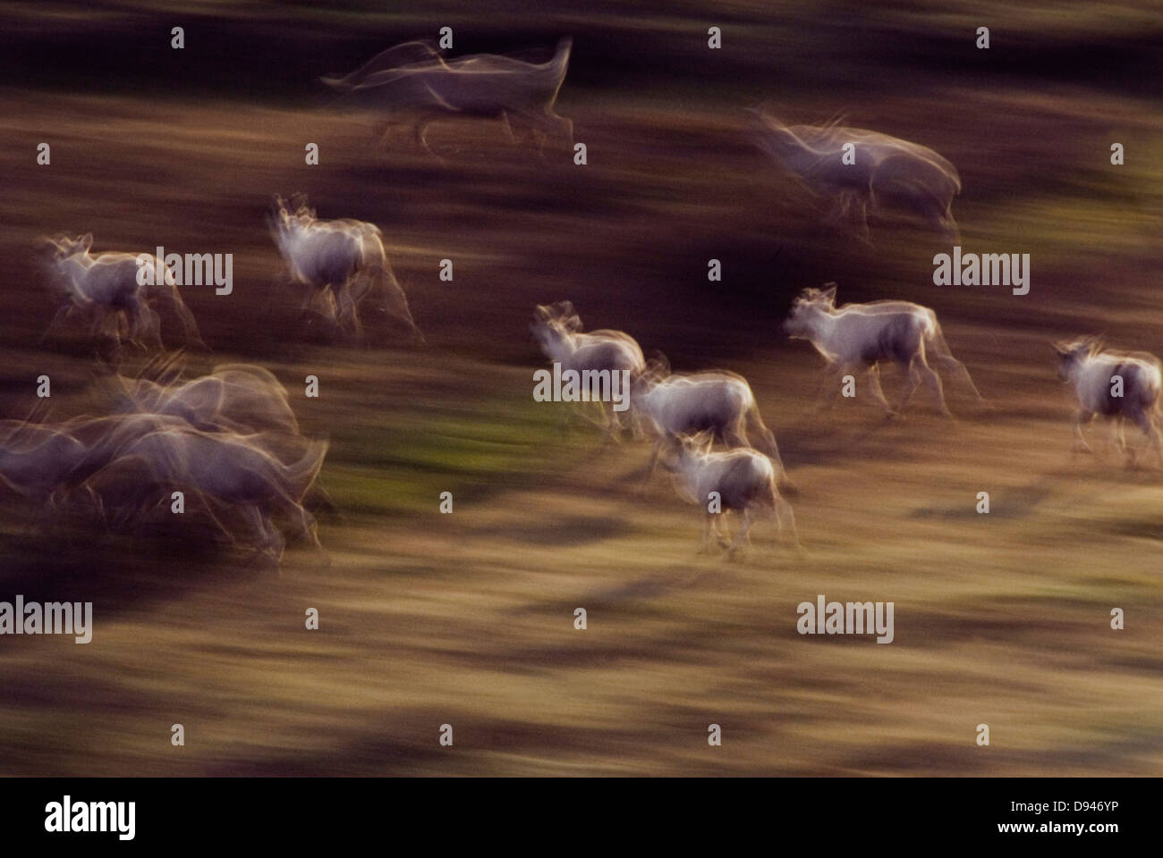 Esecuzione di renne selvatiche, Norvegia. Foto Stock