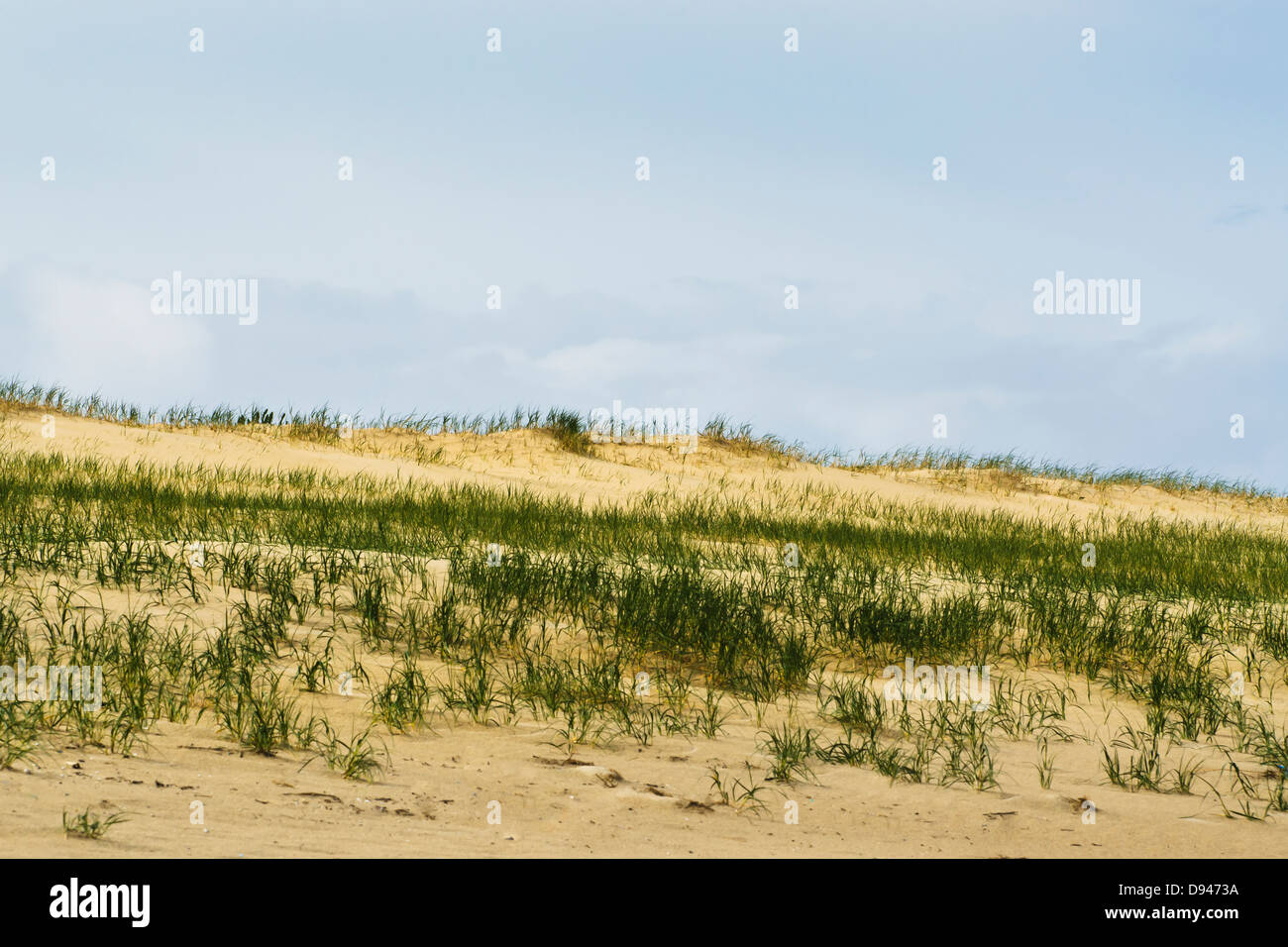 Erba sulla spiaggia sabbiosa con il mare in background Foto Stock