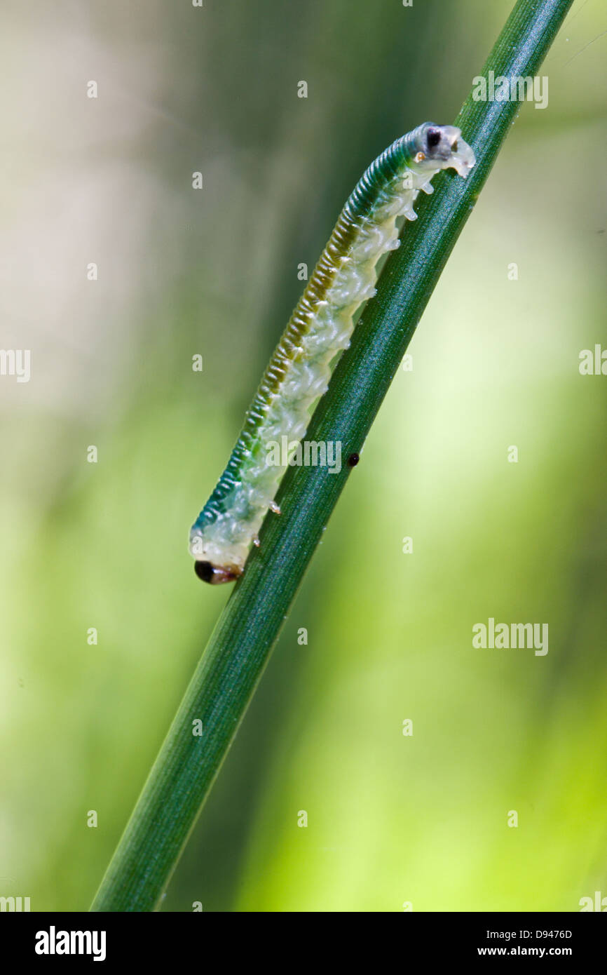 Caterpillar verde su morbido Rush (Juncus effusus). Foto Stock