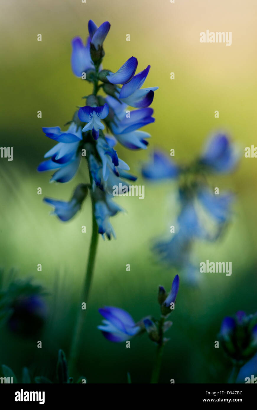 Fiori blu in montagna, Dovre, Norvegia. Foto Stock