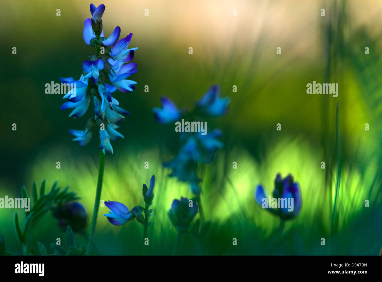 Fiori blu in montagna, Dovre, Norvegia. Foto Stock