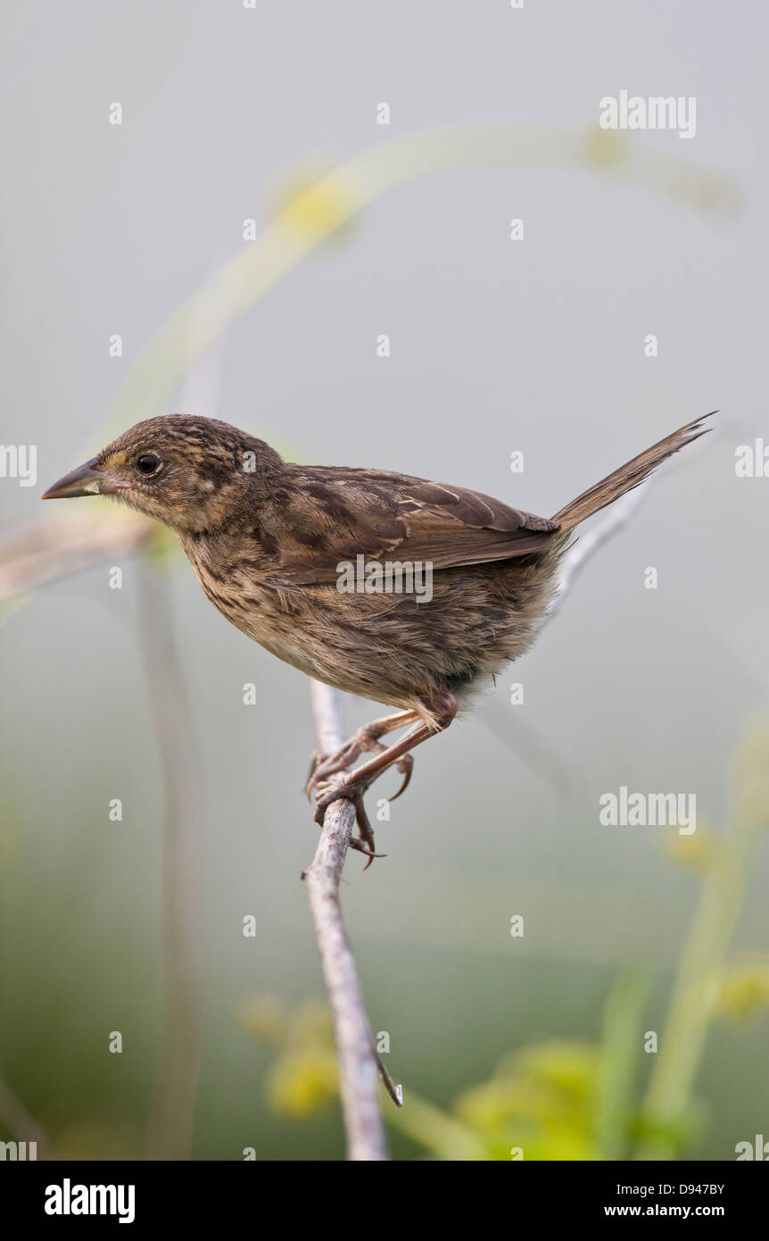 Brown bird su ramoscello, close-up Foto Stock