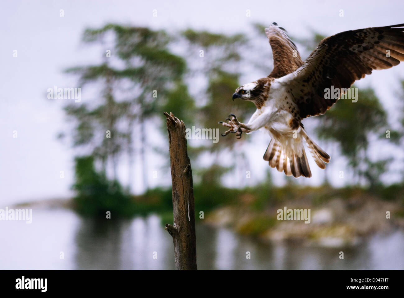 Osprey atterraggio, Halden, Norvegia. Foto Stock