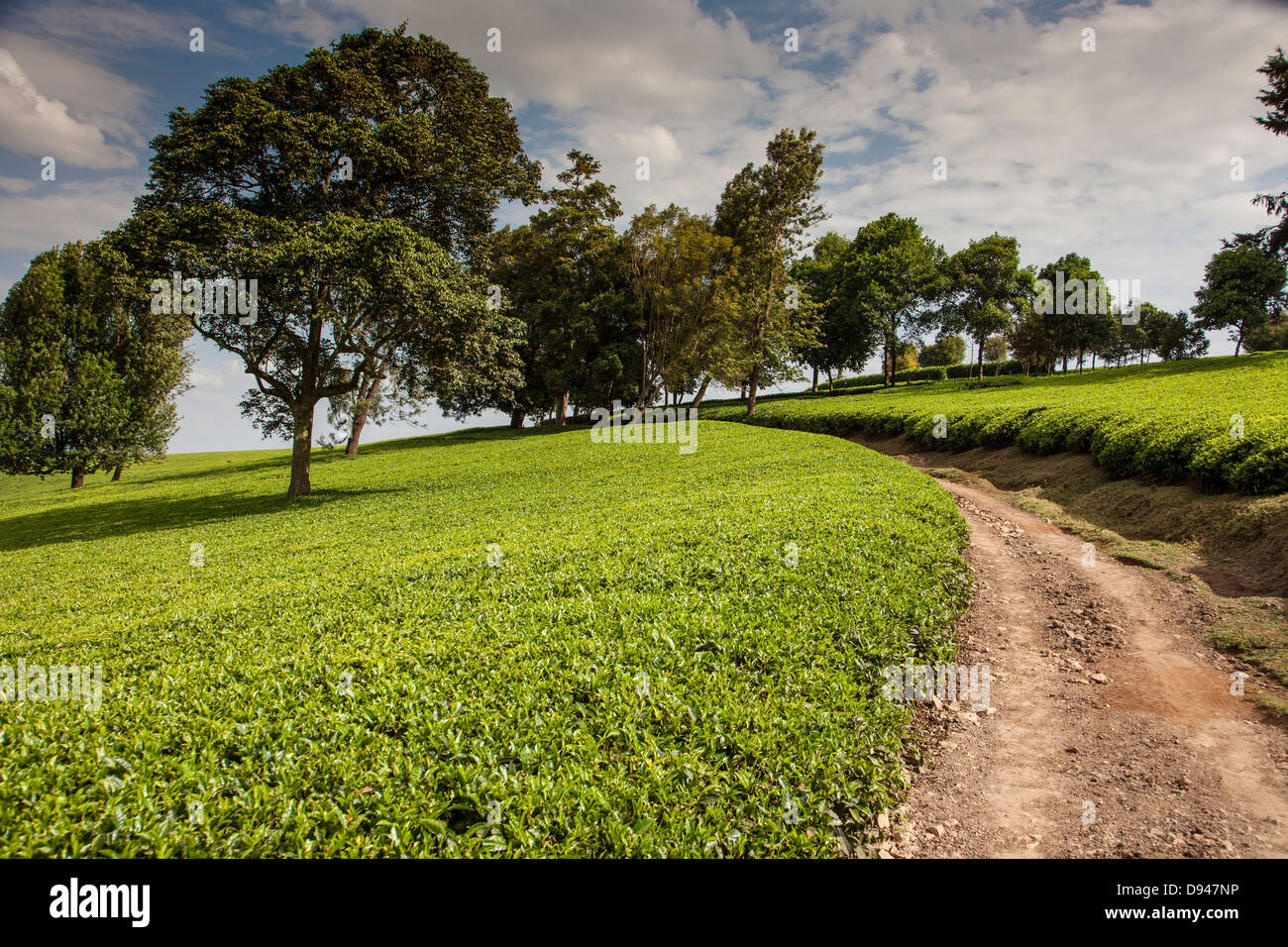 Collina di foglie di tè verde in Kenya Africa Foto Stock
