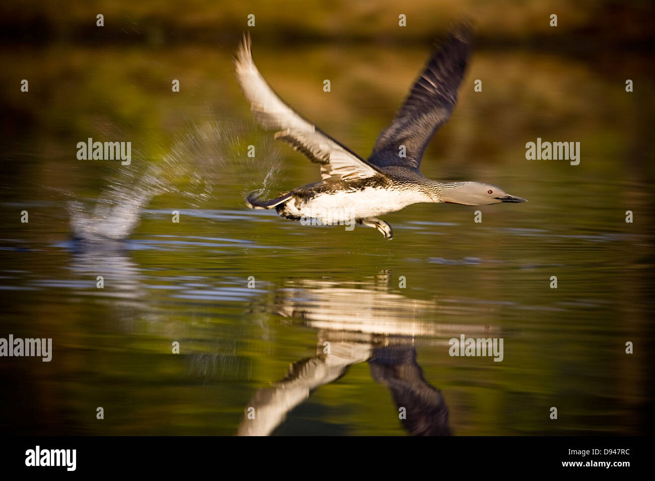 Rosso-throated loon in acqua, Svezia. Foto Stock