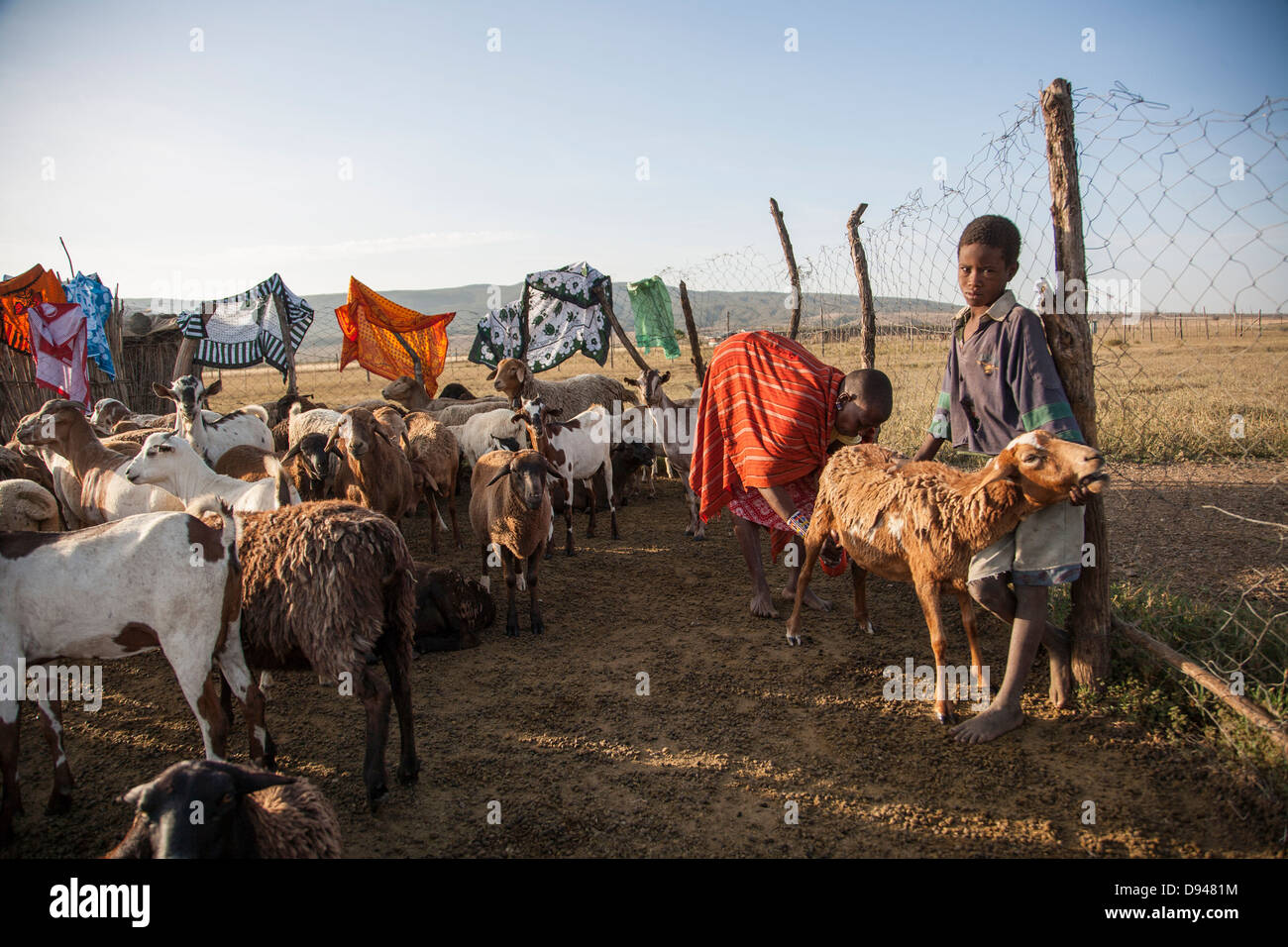Famiglia masai imbrancandosi capre in Kenya Foto Stock