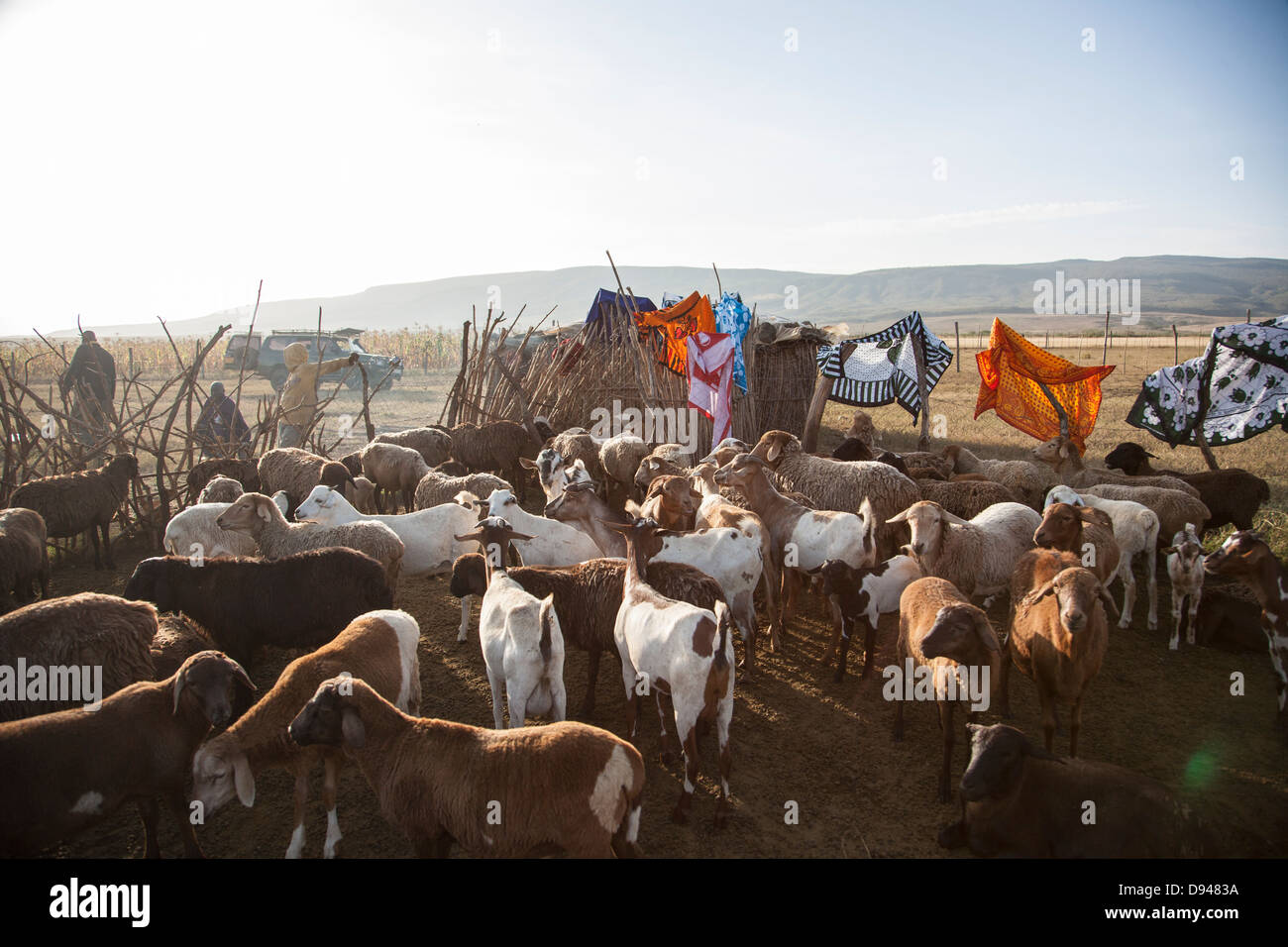 Famiglia masai imbrancandosi capre in Kenya Foto Stock