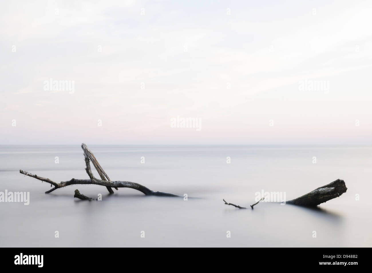 Ramo in mare Foto Stock