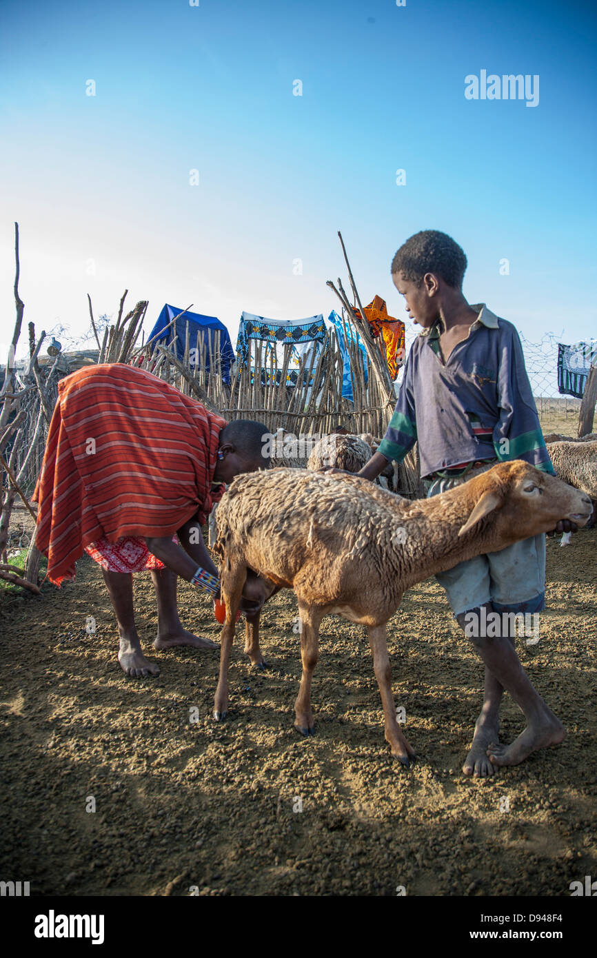 Famiglia masai imbrancandosi capre in Kenya Foto Stock