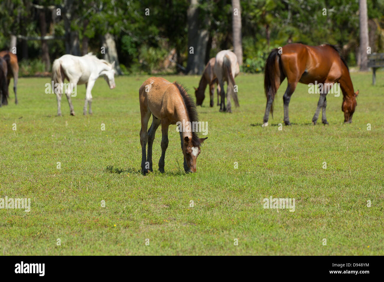 Cavalli selvaggi, Cumberland Island, Georgia. Foto Stock