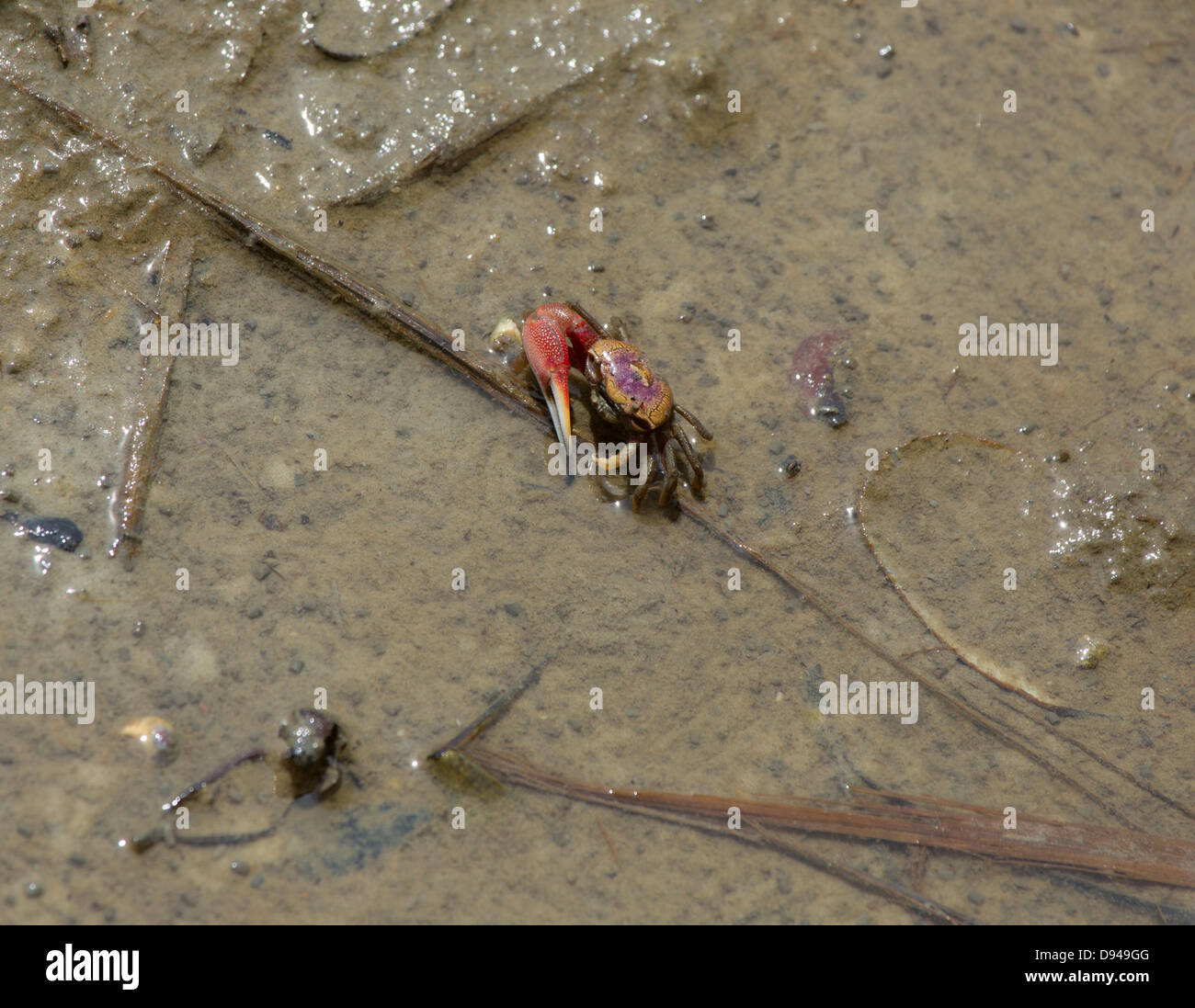 Atlantic sabbia Fiddler Crab, Uca pugilator, maschio Foto Stock