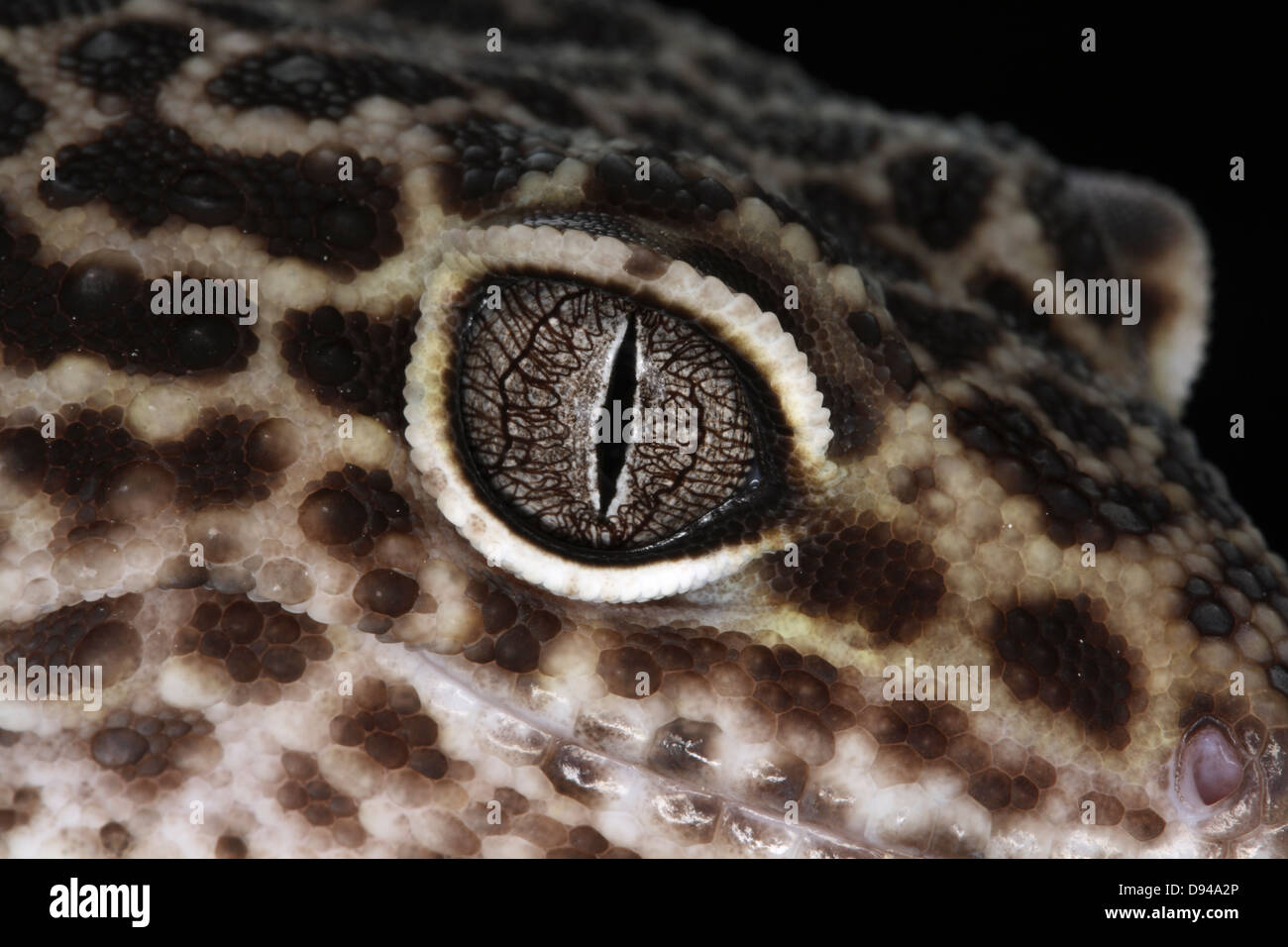 Un gecko close-up. Foto Stock