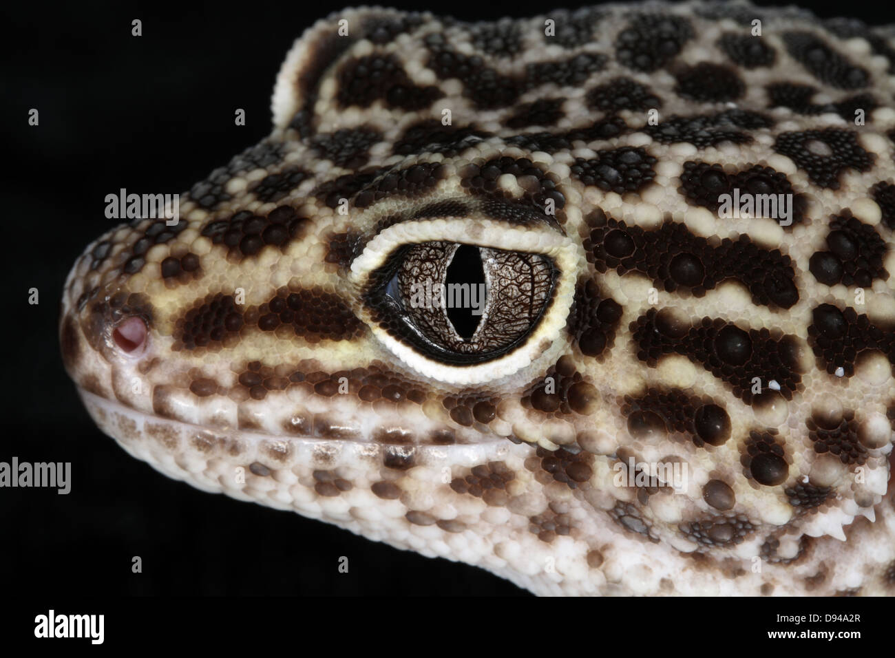 Un gecko close-up. Foto Stock