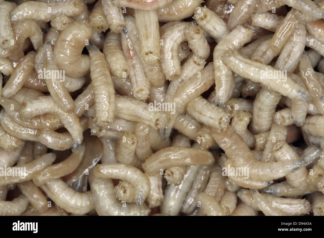 Mosca carnaria vermi, close-up. Foto Stock