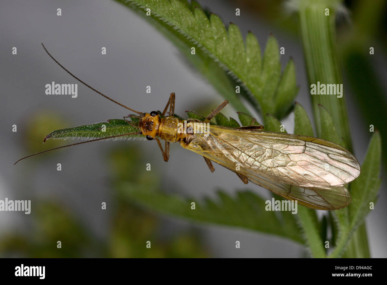 Seduta di insetto sulla lamina Foto Stock