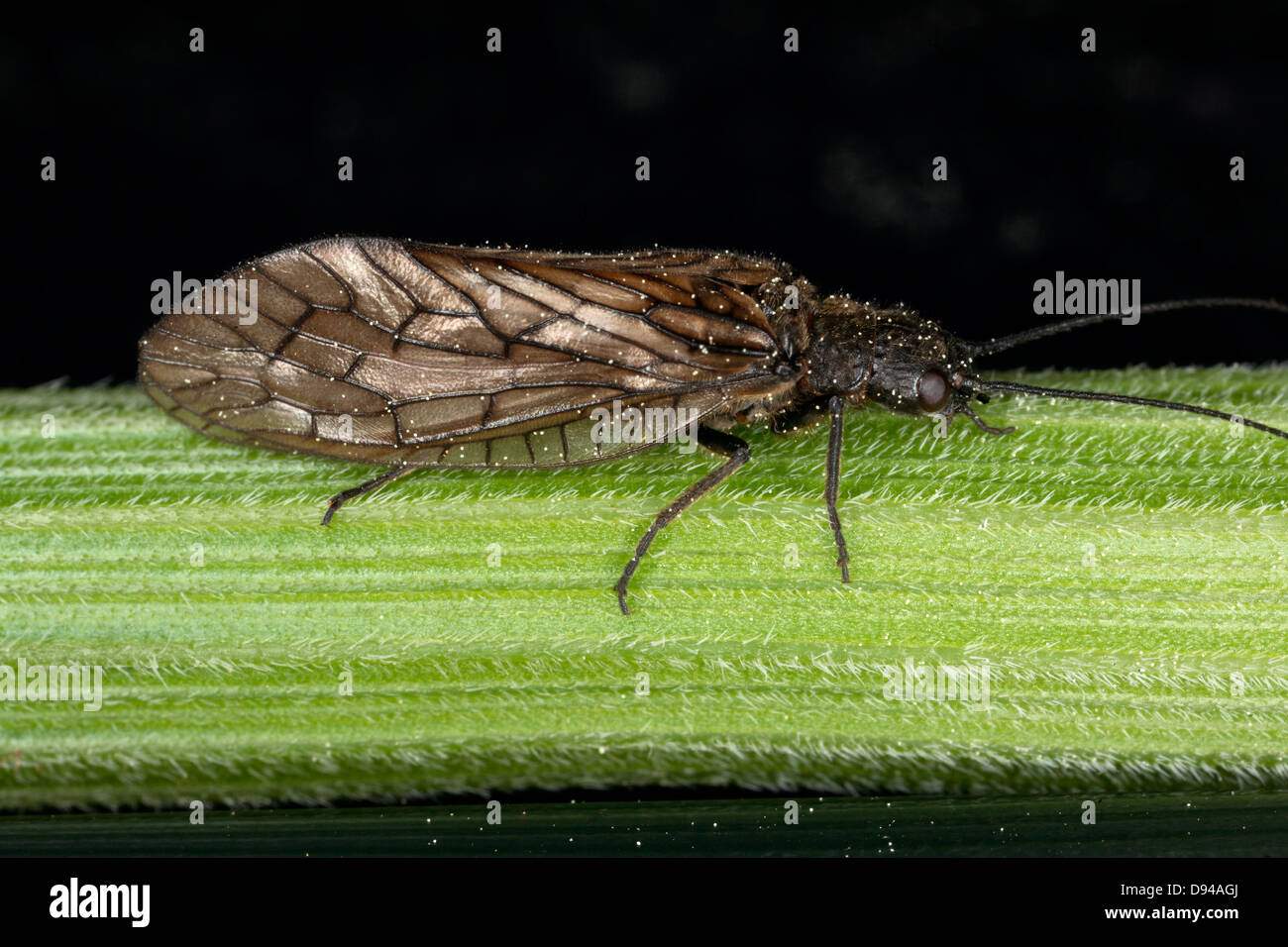 Seduta di insetto sulla lamina Foto Stock