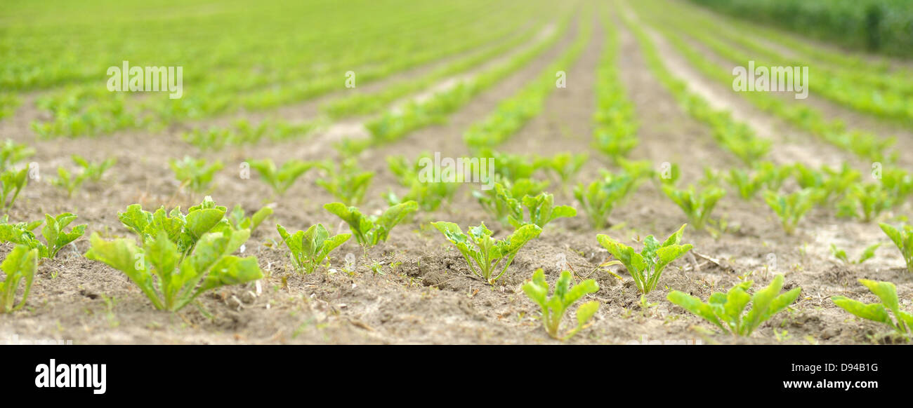 I giovani di barbabietole da zucchero Foto Stock
