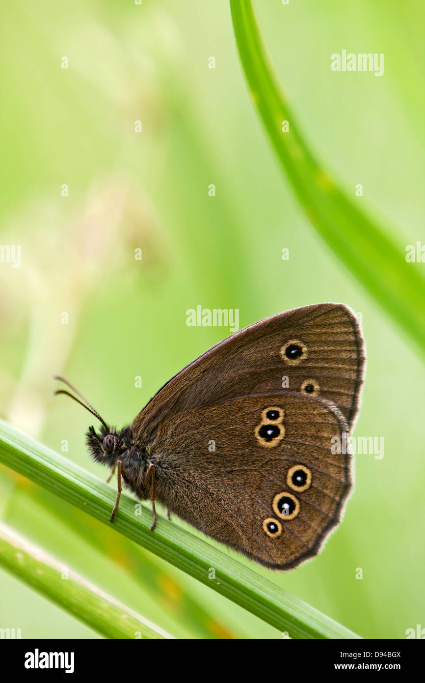 Anello farfalla sulla lama di erba Foto Stock