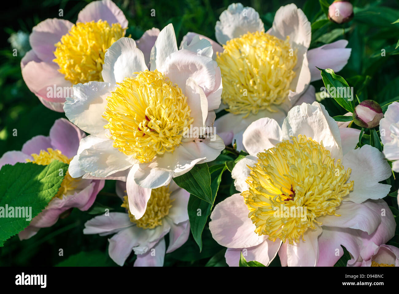 Paeonia (peonia o paeony) è un genere di piante in fiore, il solo genere nella famiglia Paeoniaceae Foto Stock