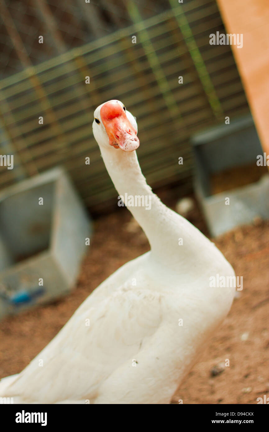 Oca Bianca in stalla Foto Stock