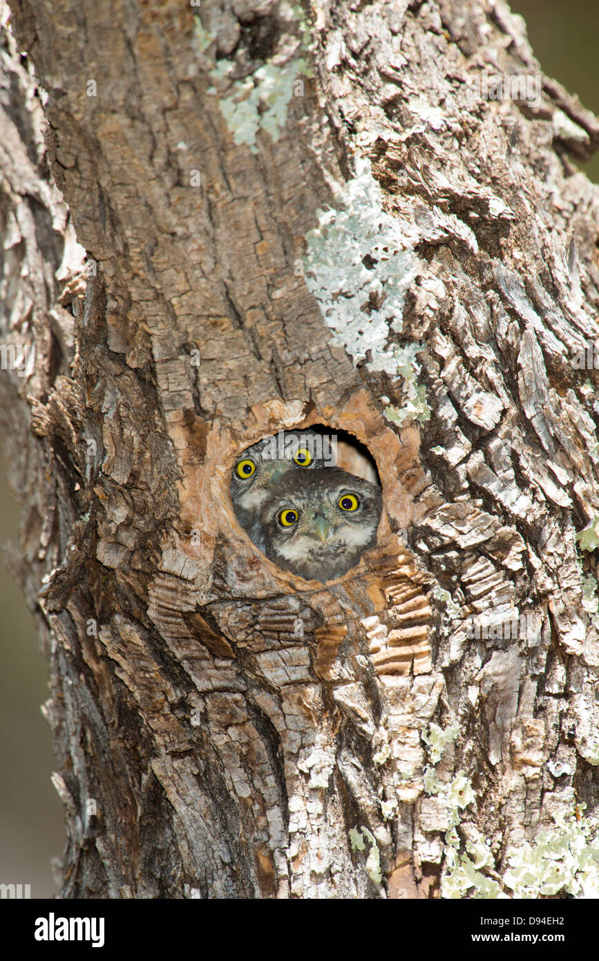 Northern Pygmy-Owl Glaucidium gnoma Huachuca montagne, Cochise County, Arizona, Stati Uniti 4 giugno immaturi nido nel foro. Foto Stock