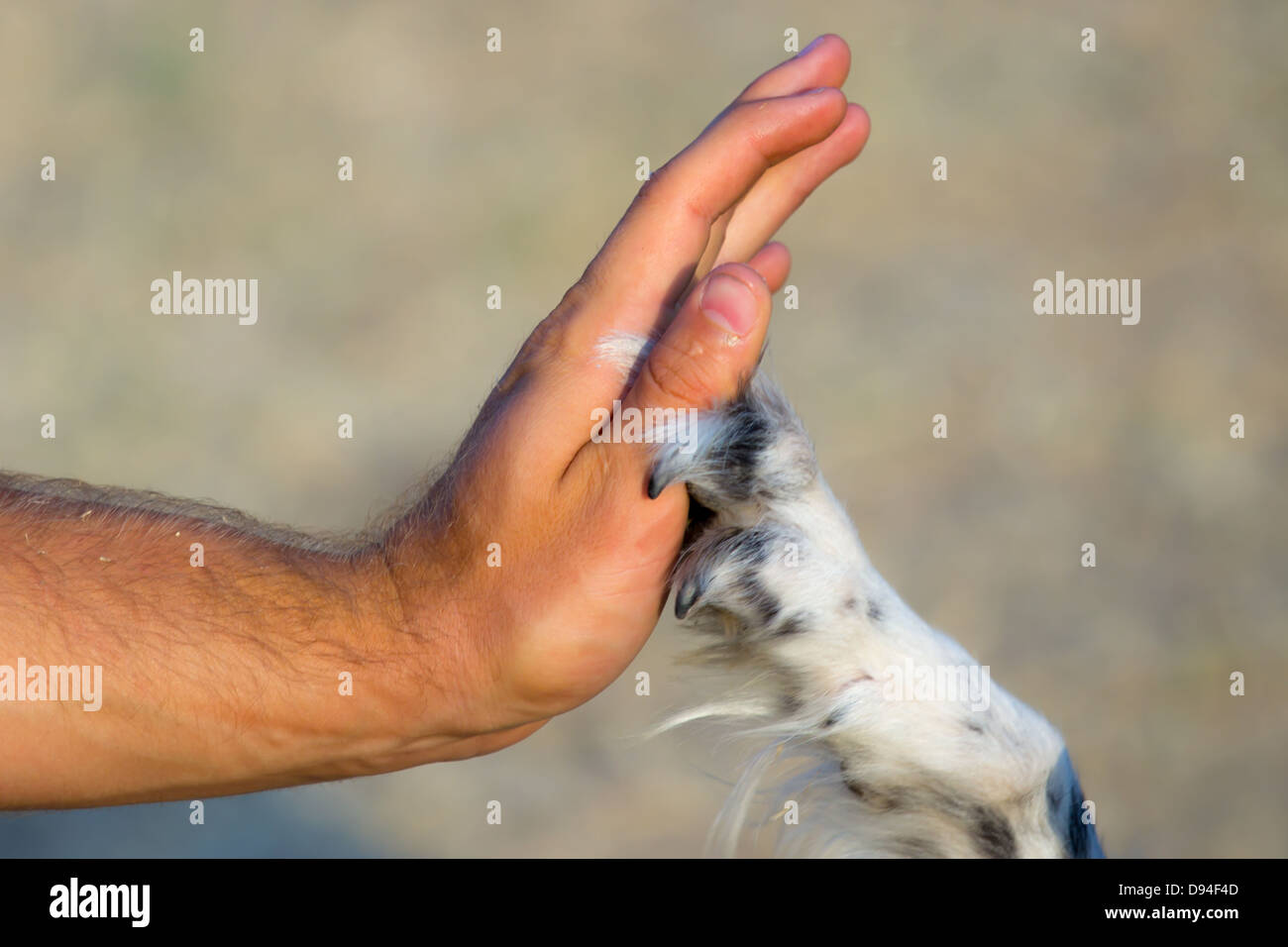 Zampa del cane e la mano umana dando cinque Foto Stock