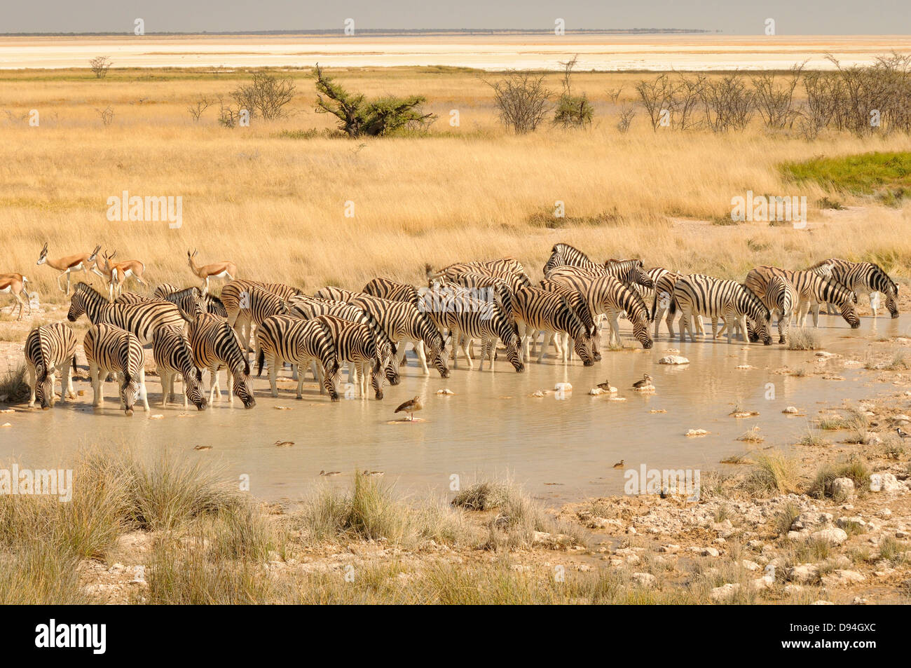 La Burchell Zebra Equus quagga burchellii bevendo al foro di acqua fotografato nel Parco Nazionale di Etosha, Namibia Foto Stock