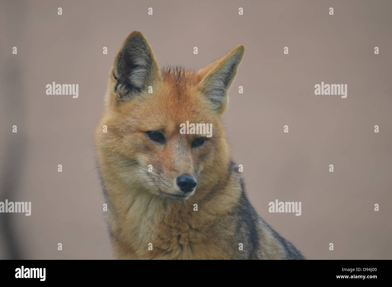 Volpe andina Foto Stock