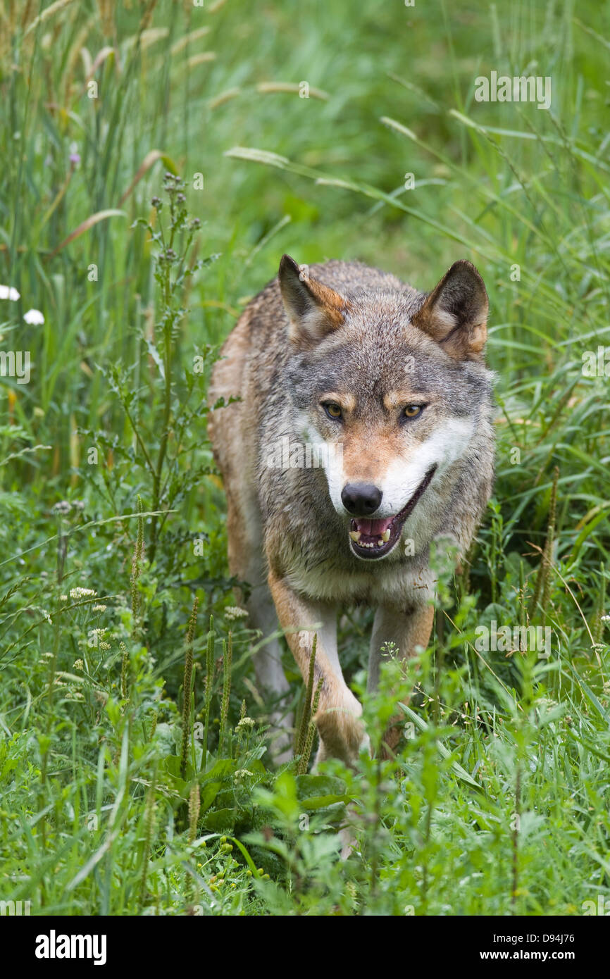 Unione Lupo (Canis lupus lupus) in Game Reserve, Germania Foto Stock