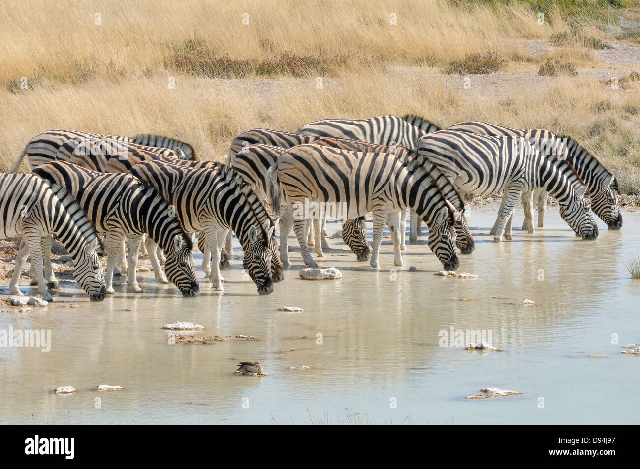 La Burchell zebra, Equus quagga burchellii fotografato nel Parco Nazionale di Etosha, Namibia Foto Stock