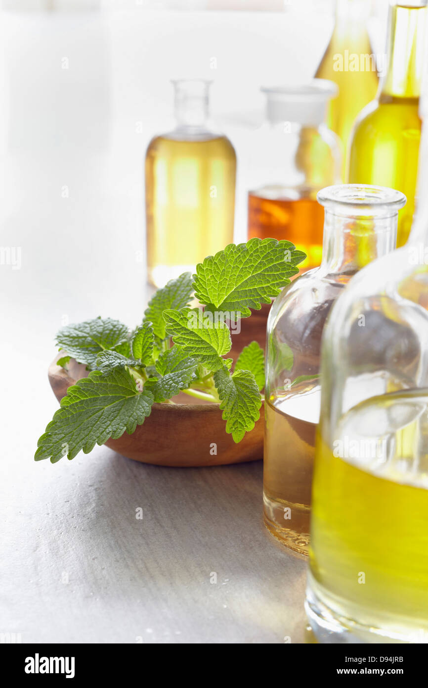 Rametto di balsamo di limone in una ciotola, erbe e bottiglie di olio essenziale Foto Stock