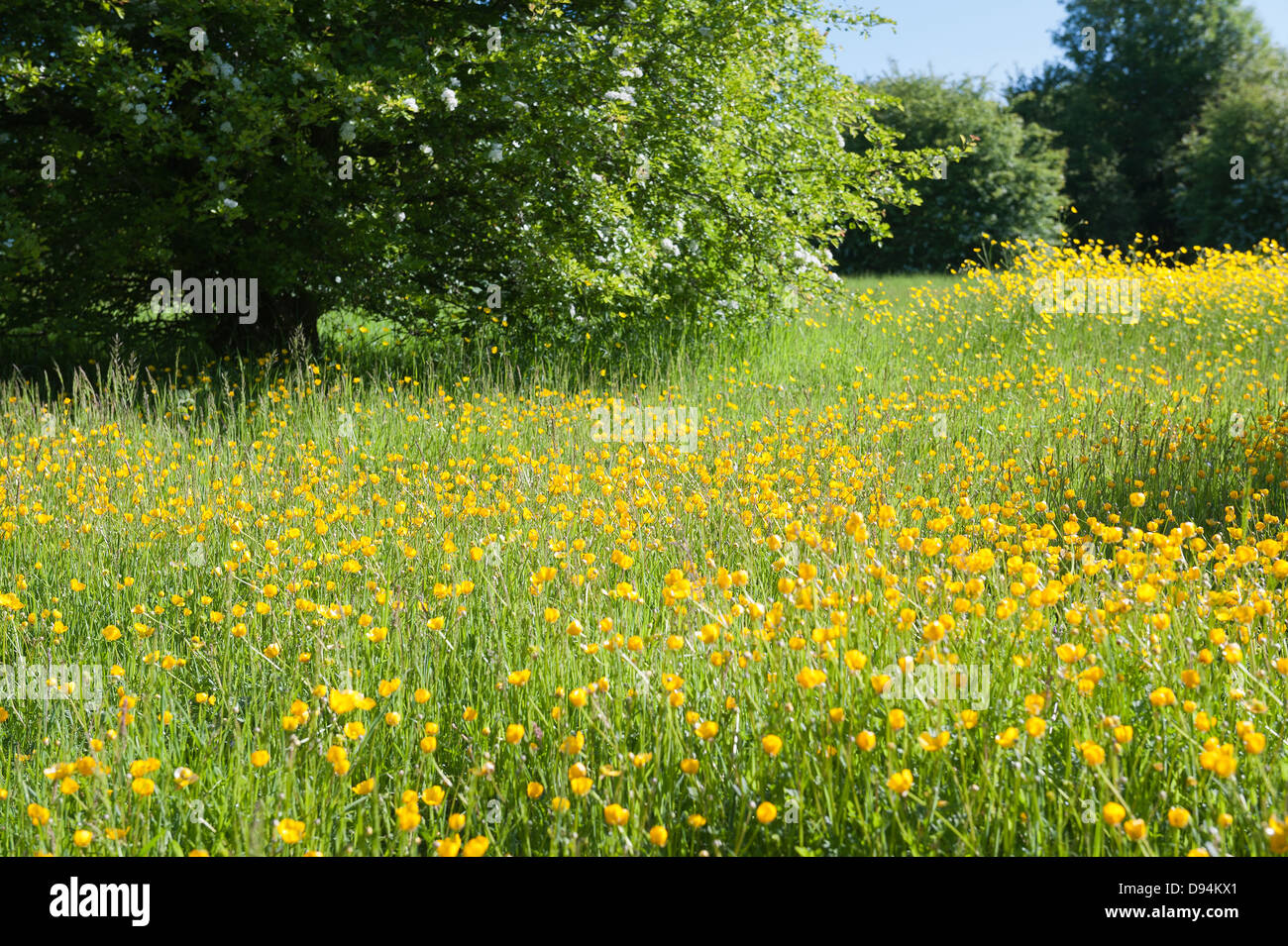 Prato di renoncules Ranunculus acris fiori su chalk terra terreno North Downs un segno di estate sulla luminosa giornata di sole Foto Stock