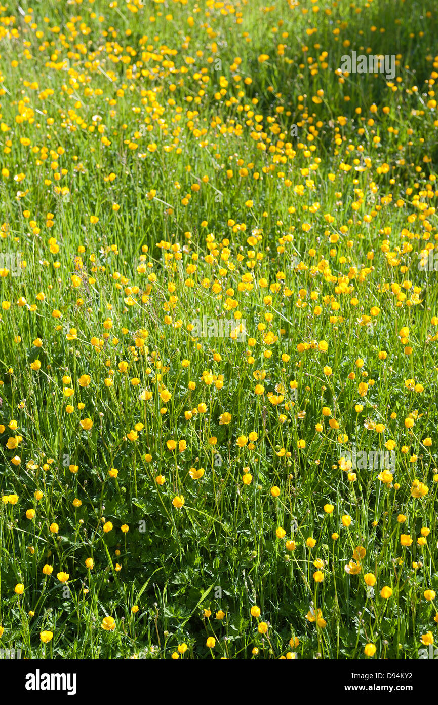 Prato di renoncules Ranunculus acris fiori su chalk terra terreno North Downs un segno di estate sulla luminosa giornata di sole Foto Stock